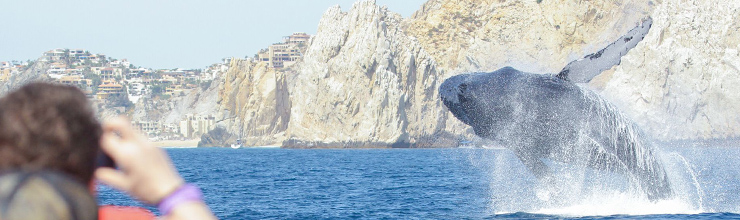 Image representing  Wildlife & Eco Tourism