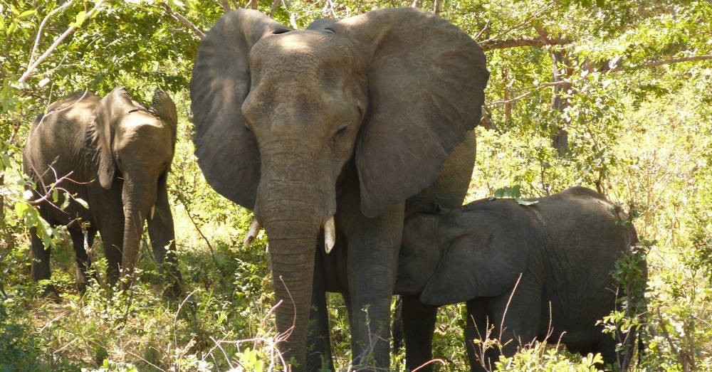 Image representing Southern Africa